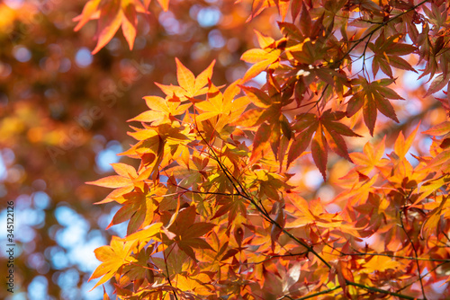 紅葉のイメージ