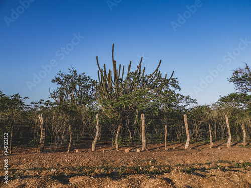 Imagem de uma região rural no sertão do cariri. Conta com a caatinga como bioma, exclusivamente brasileiro, de vegetação. Clima tropical semiárido do interior do Nordeste do Brasil photo