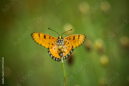 butterfly on flower © abdul gapur dayak