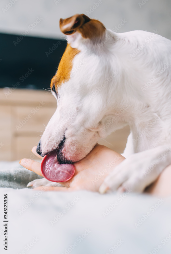 The dog licking human hand. Closeup