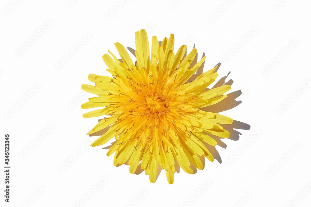 single dandelion flower on an isolated white background with shadow single dandelion flower on an isolated white background with shadow