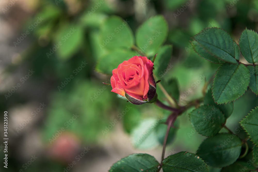 Beautiful rose of red color on a natural background in sunny light.