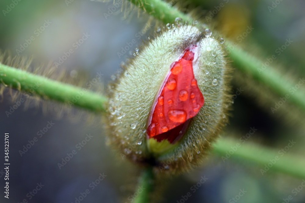 Obraz premium Wassertröfchen auf Mohnknospe