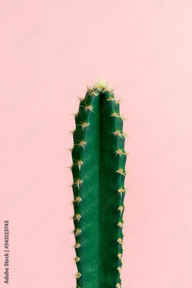 Naklejka premium Minimal green cactus houseplant on pastel pink background