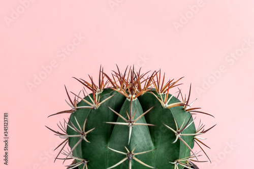 Minimal green cactus houseplant on pastel pink background photo