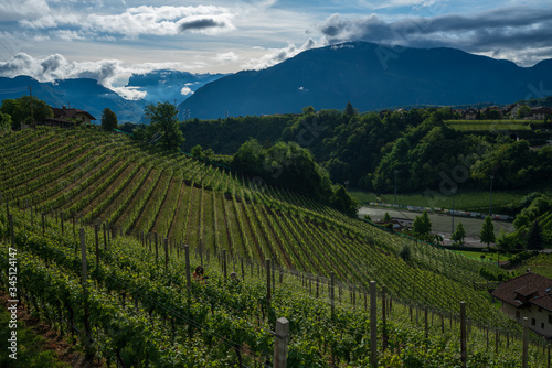 Vineyards in Appiano in Italian South Tyrol.