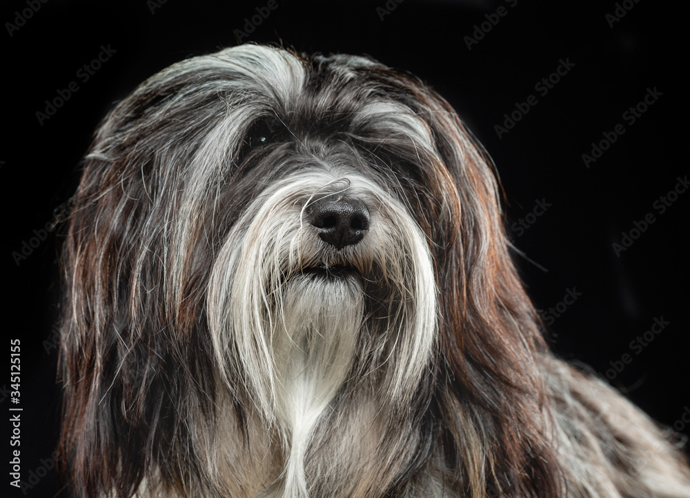 Tibetan Terrier, dog, portrait on a black background Tibetan Terrier, dog, portrait on a black background