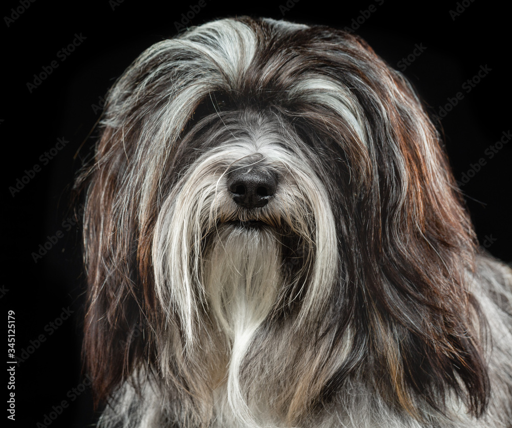 Tibetan Terrier, dog, portrait on a black background Tibetan Terrier, dog, portrait on a black background