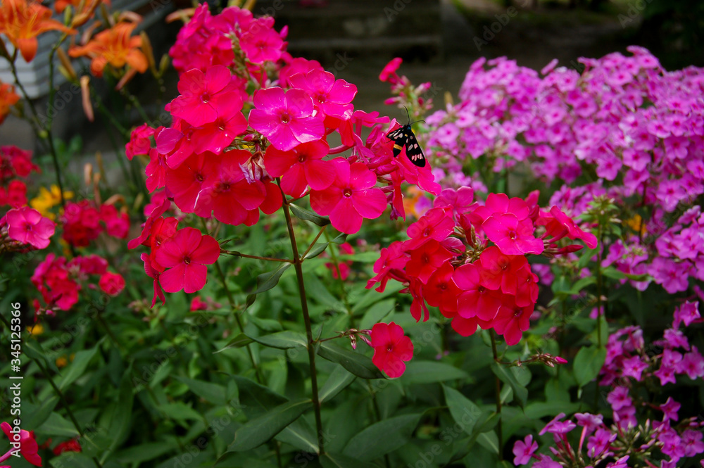 Crimson and purle phloxes with small butterfly on flower