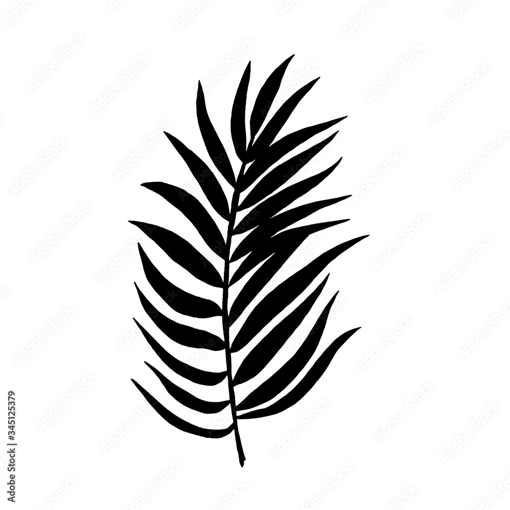 Tropical leaf silhouettes isolated on white background. Chamaedorea. Vector illustration.