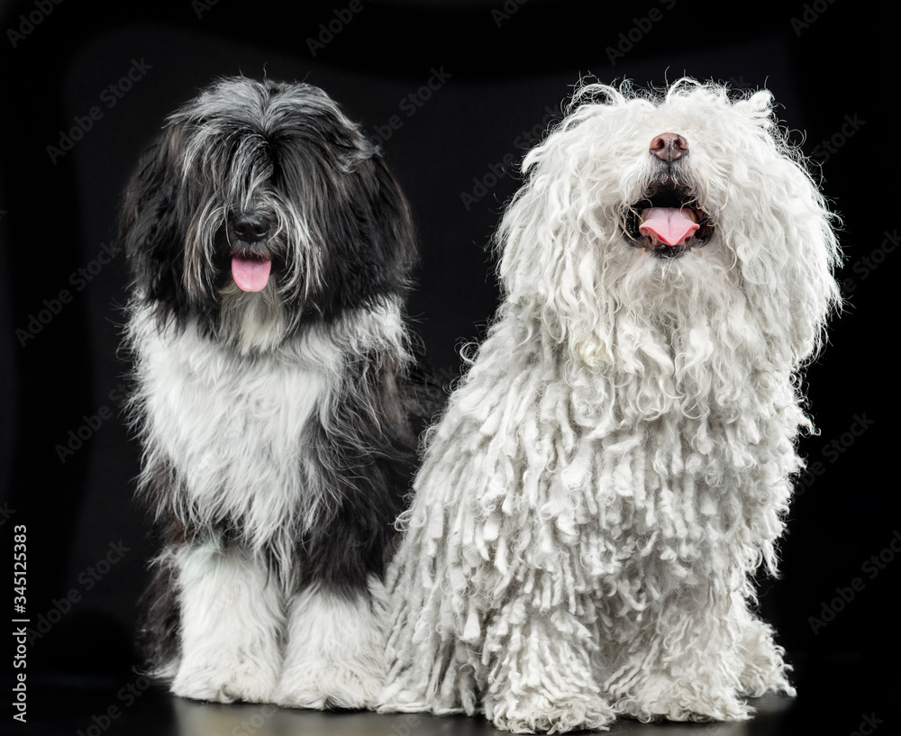Tibetan Terrier and Puli dog, dog on a black background