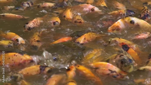 Koi fish or Amur carp fish slow motion swimming in pond. It more specifically nishikigoi and colored varieties of carp in outdoor pond or garden and waterfall. It golden red orange and yellow of body photo
