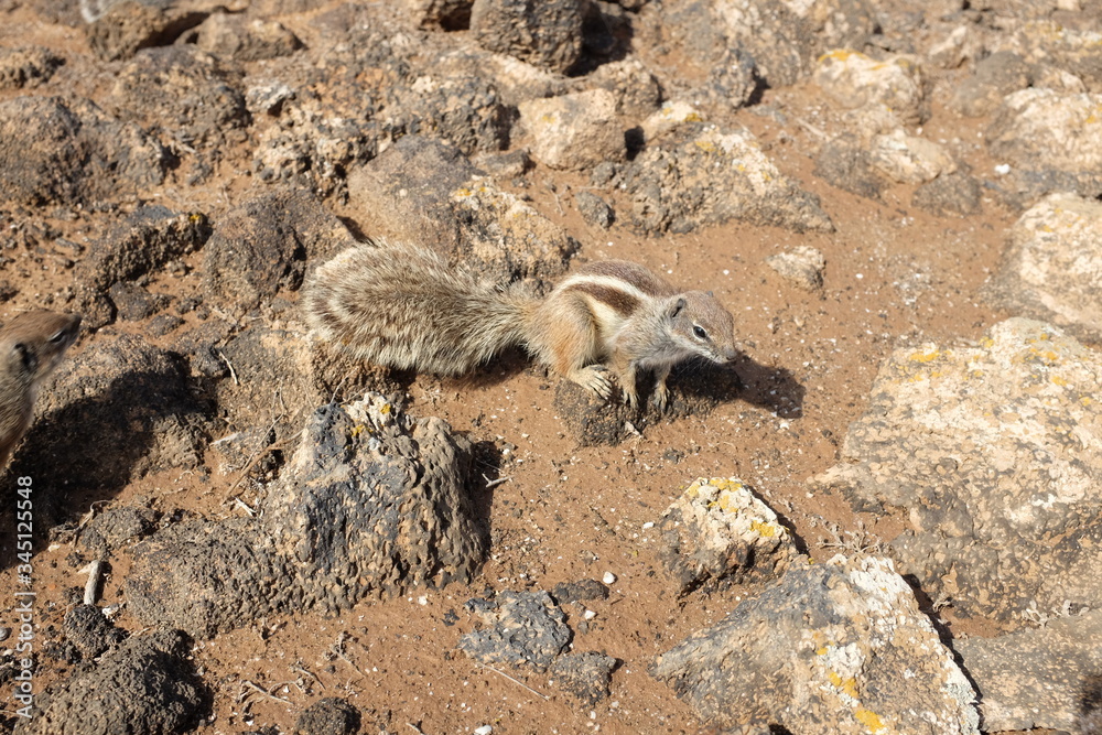 Obraz premium Sitting Barbary Ground Squirrel (Atlantoxerus getulus) on Fuerteventura near Corralejo