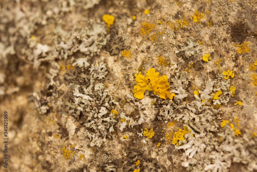 mold on a tree close-up mold on a tree close-up