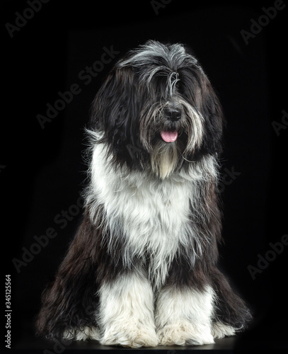 Tibetan Terrier, a dog sitting on a black background © TrapezaStudio