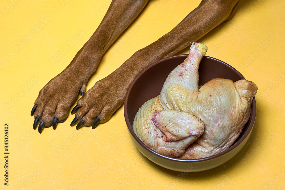 Natural organic dog food. Raw chicken in brown bowl on yellow floor with dog' paws on background. BARF pet diet concept.