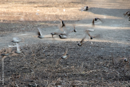 blurred focus a flock of sparrow birds scatters in different directions. Brown sparrows hiding on brown ground, camouflaging birds in their natural environment