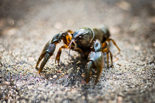 Canvas Print A craw fish getting out of his water and walking on rock pavement with large cra