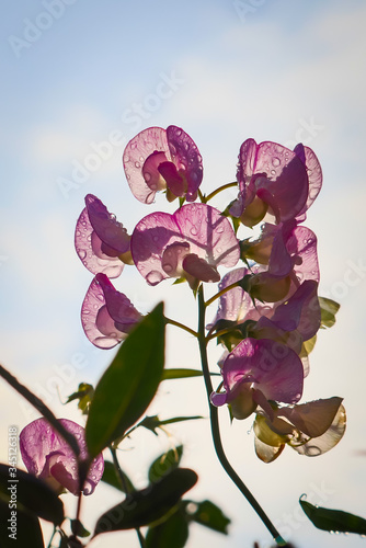 Water drops on blooming purple vetch (vicia)