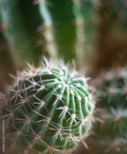 Cactus. Succulent plant.