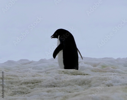 Adelie penguin in Antarctica walking on snow  closeup  at Stonington Islands