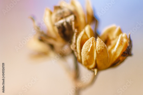 brite macro of two dry flowers photo