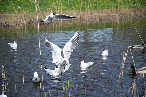 Group of black-headed gulls flying and swimming in the park