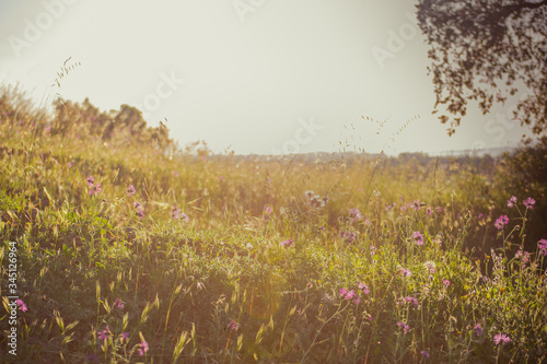 backlighting of a yellow planted field with a wheat and a tree in summer 2