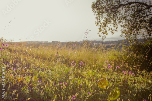 backlighting of a yellow planted field with a wheat and a tree in summer 1