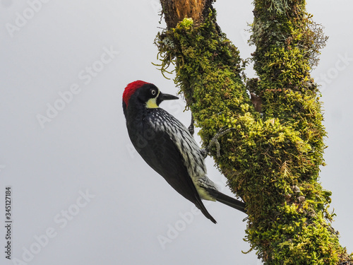 Eichelspecht (Acorn woodpecker- Melanerpes formicivorus)