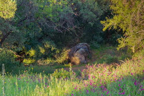 Landscape of a green forest in spring with a rock and shadows 2