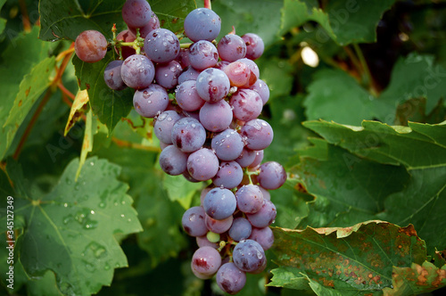 Wallpaper Mural Bunch of purple grapes among green leaves of grape with drops of water after summer rain Torontodigital.ca