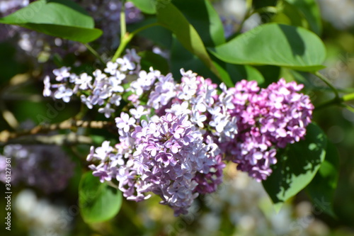 Purple & PInk Flowers