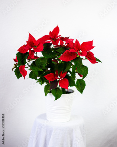 Poinsettia (Euphorbia pulcherrima)