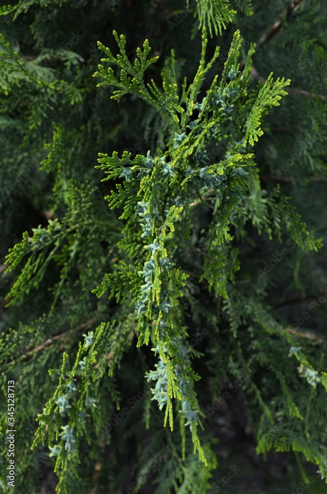 Thuja branch with cones Thuja branch with cones