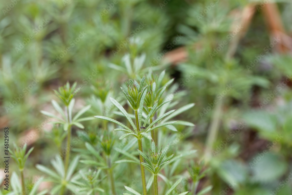 Leaves of common cleavers, Galium aparine Leaves of common cleavers, Galium aparine