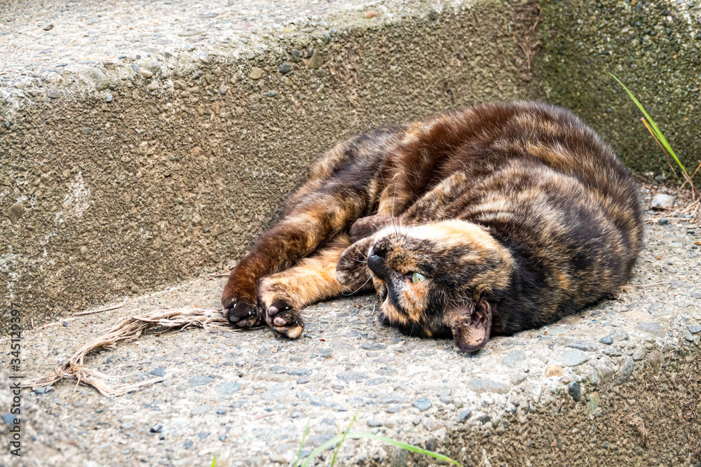 Fototapeta premium 錆び猫