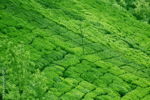 Tea leaves in Moonnar