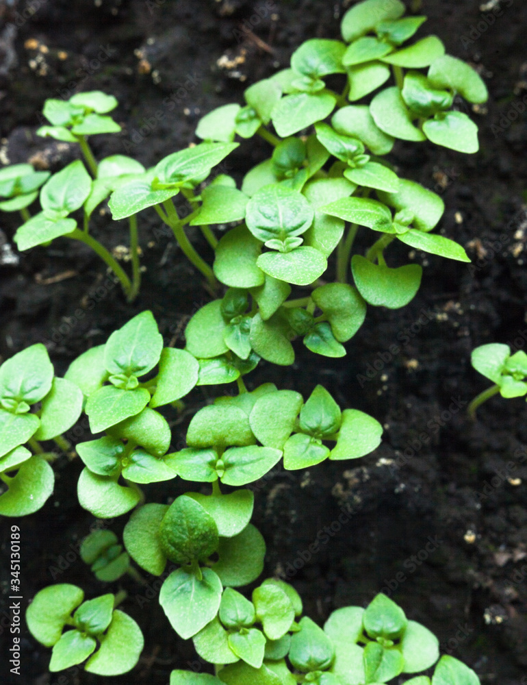 Growing the basil. Growing the basil.