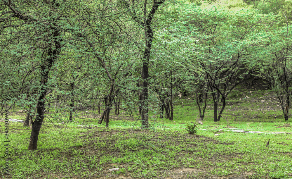 Fototapeta premium trees in the forest