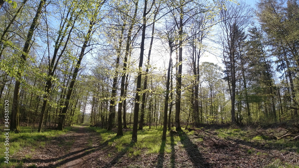 Wald, Bäume, Sonnenschein Wald, Bäume, Sonnenschein