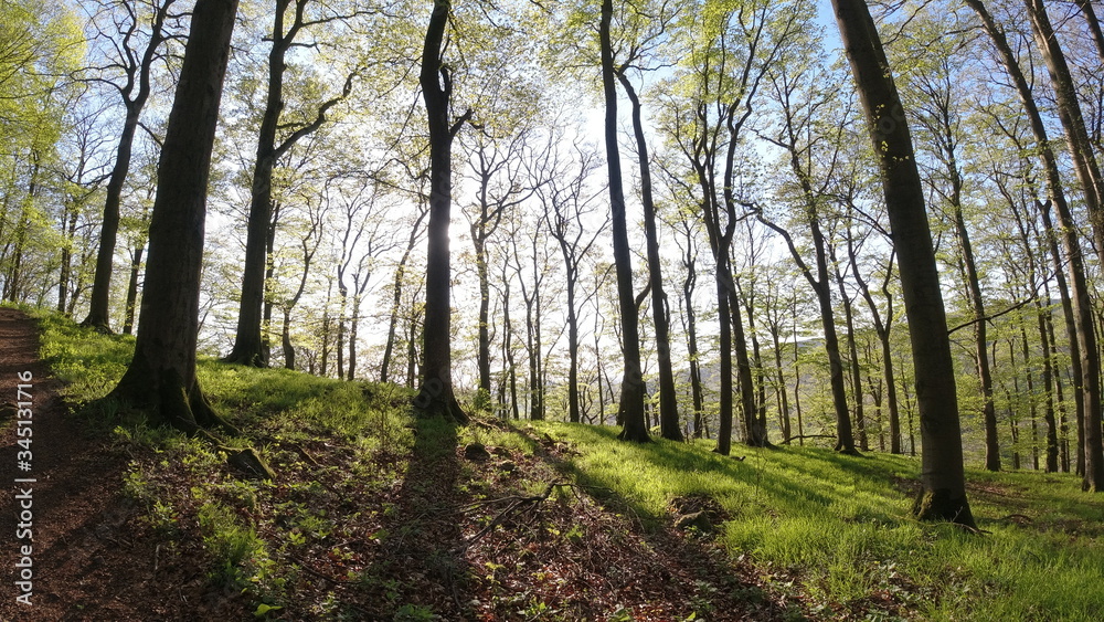 Wald, Bäume, Sonnenschein Wald, Bäume, Sonnenschein