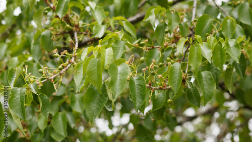 Prunus mahaleb ou Cerisier de Sainte-Lucie buissonnant aux petites feuilles vert-brillant ovales et finement dentées, aux petites drupes verte en cours de maturation