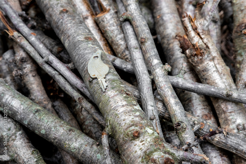 An old key between cut branches of a tree An old key between cut branches of a tree