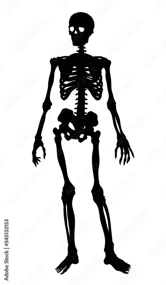 Human skeleton. Vector schematic drawing Human skeleton. Vector schematic drawing