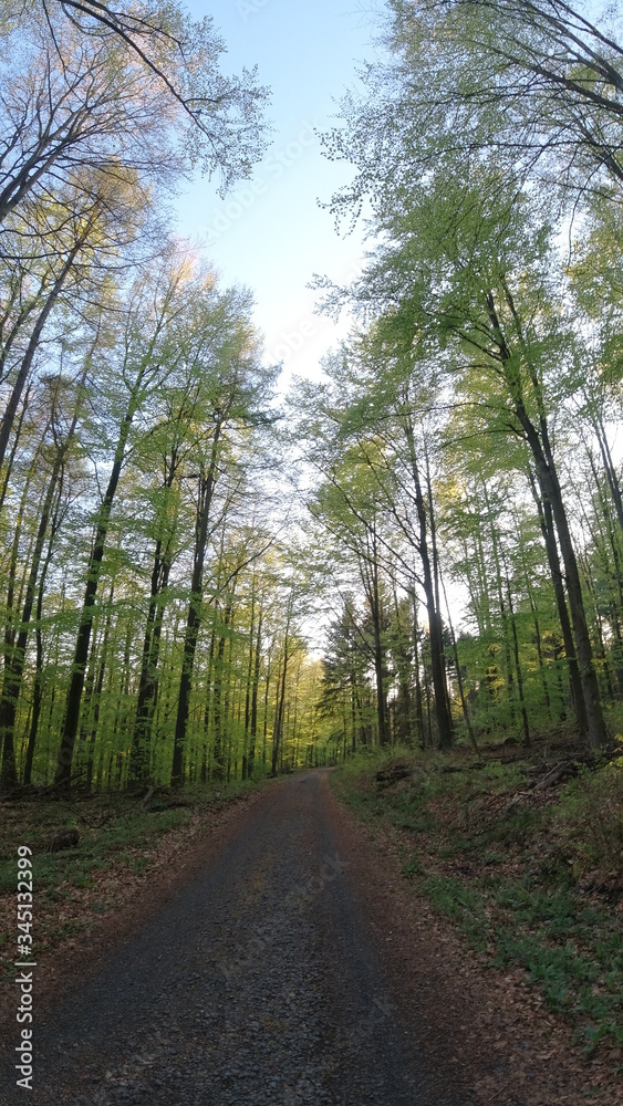 Wald, Bäume, Naturfotografie