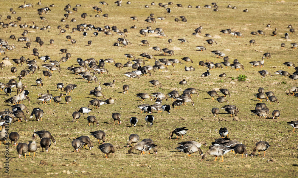 Agricultural field as place of stop-overs, geese make long stops in process of migration to replenish energy resources Agricultural field as place of stop-overs, geese make long stops in process of migration to replenish energy resources