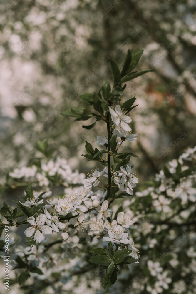 White flower. White background. Nature. White flowers on a tree. White flower. White background. Nature. White flowers on a tree.