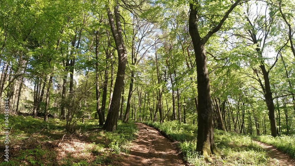 Fototapeta premium Wald, Bäume, Naturfotografie
