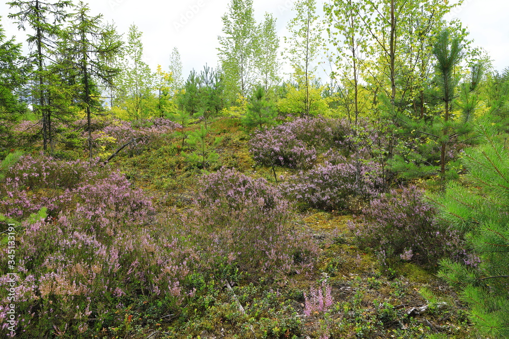 Beautiful natural forest view with heather on the foreground, under the sunlight Beautiful natural forest view with heather on the foreground, under the sunlight